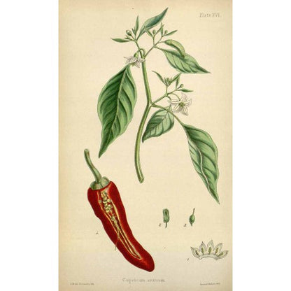 Paprika doux en vrac — Herboristerie Desjardins