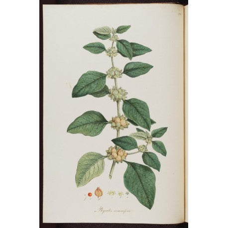 Ashwagandha (Withania Somnifera) séchée en vrac