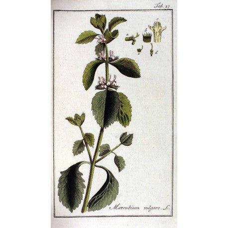 Marube (Marrubium vulgare) séchée en vrac