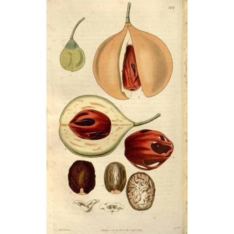 Muscade noix entières (Myristica fragrans) en vrac