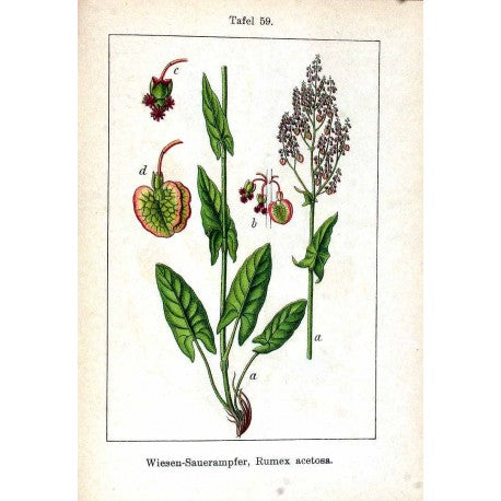 Oseille (Rumex acetosella) séchée en vrac