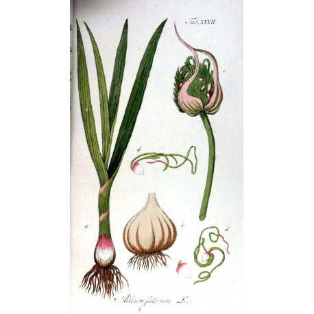Ail (granulé) (Allium sativum) en vrac