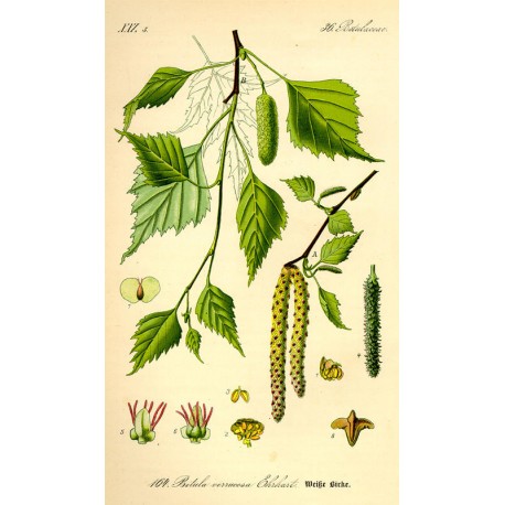 Bouleau Feuille (Betula pendula) séchée en vrac