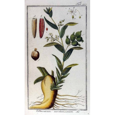 Cardamome moulue (Elettaria cardamomum) en vrac