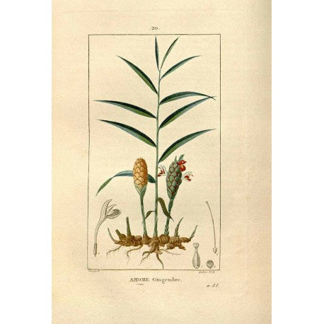 Gingembre (poudre) (Zingiber officinale) en vrac