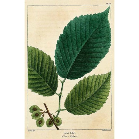 Orme rouge Poudre (Ecorce) (Orme rubra) séchée en vrac