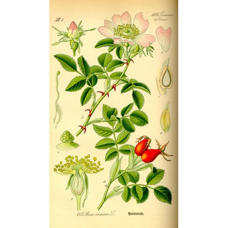 Églantier (Rosa canina) séchée en vrac