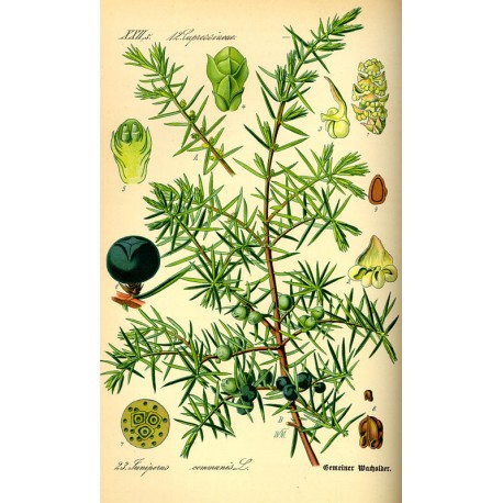 Genévrier (Juniperus communis) séchée en vrac