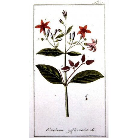 Quinquina (Écorces) (Cinchona officinalis) séchée en vrac