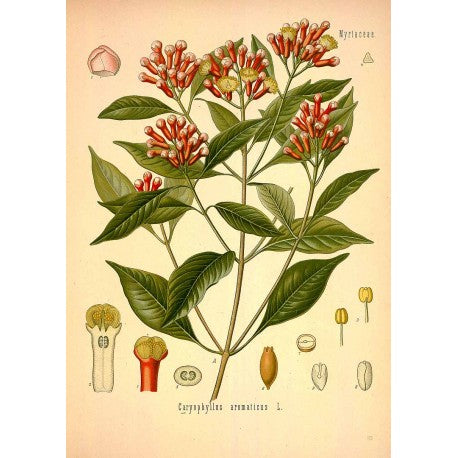 Clou de girofle entier (Syzygium aromaticum) en vrac