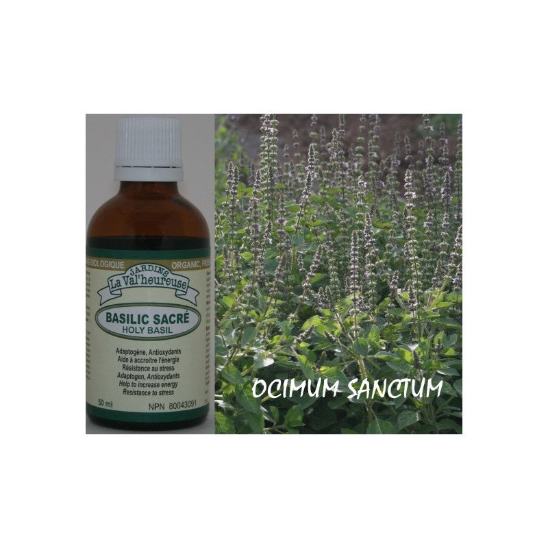 Basilic Sacré Biologique teinture mère 50 ml — Herboristerie Desjardins
