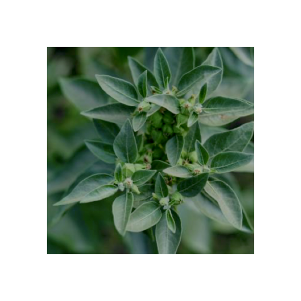 Ashwagandha — teinture mère 50 ml