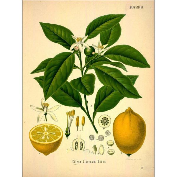 Citron Ecorce (pelure coupée) (Citrus limonum) séchée en vrac