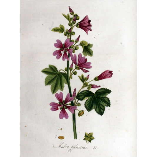 Mauve séchée en vrac — Herboristerie Desjardins