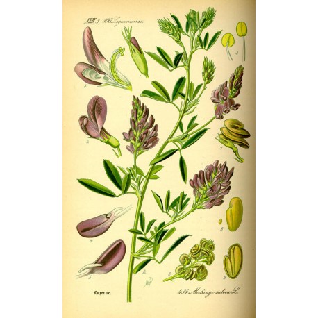 Luzerne (Medicago sativa) séchée en vrac