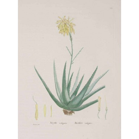 Aloes poudre bio séchée en vrac — Herboristerie Desjardins