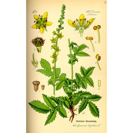 Aigremoine (Agrimonia eupatoria) séchée en vrac