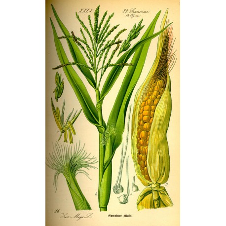 Stigmates Maïs séchée en vrac — Herboristerie Desjardins