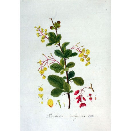Épine-vinette (Berberis vulgaris) séchée en vrac