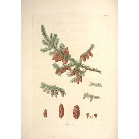 Épinette rouge (Picea rubens) séchée en vrac