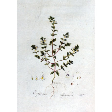 Euphraise (Euphrasia officinalis) séchée en vrac