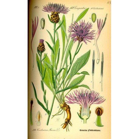 Centauree bleuet (Cyanus segetum) séchée en vrac