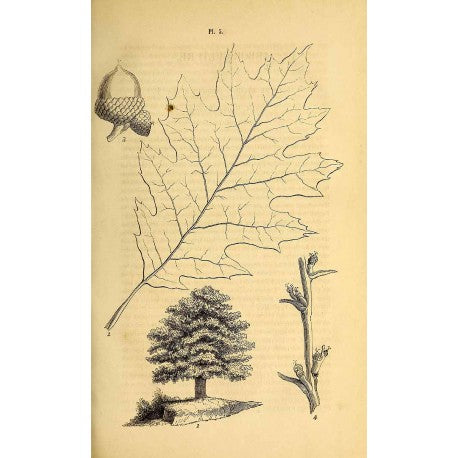 Chene Feuille séchée en vrac — Herboristerie Desjardins