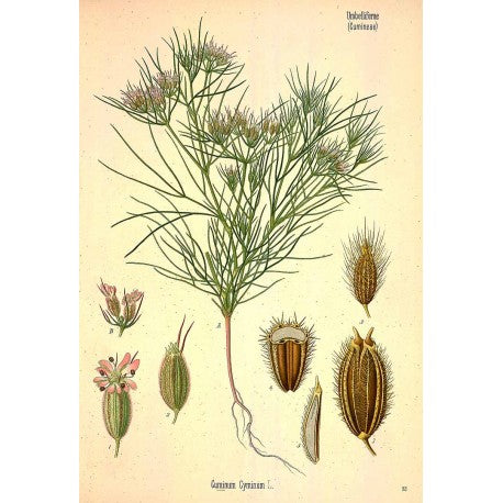 Cumin (graine) séchée en vrac — Herboristerie Desjardins