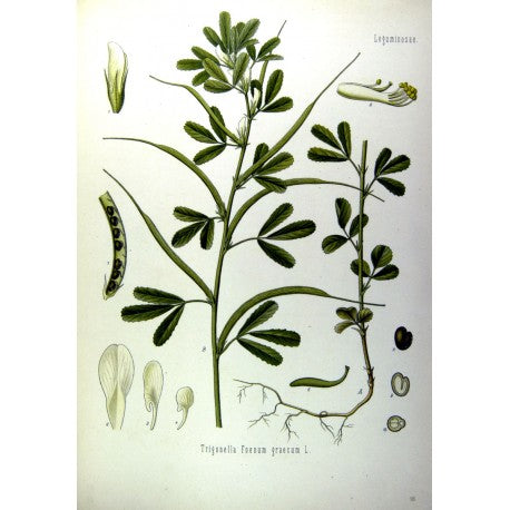 Fenugrec moulu (Trigonella foenum-graecum) en vrac