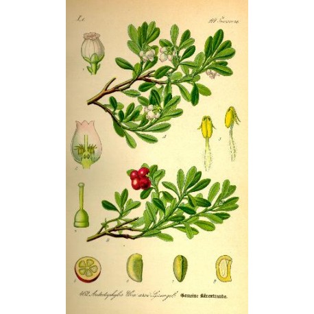 Busserole (Arctostaphylos uva-ursi) séchée en vrac