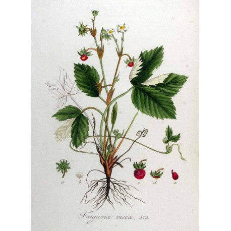 Fraisier (Fragaria vesca) séchée en vrac