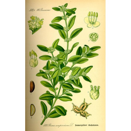 Buis (Buxus sempervirens) séchée en vrac