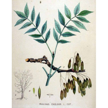 Frene Feuille (Fraxinus excelsior) séchée en vrac