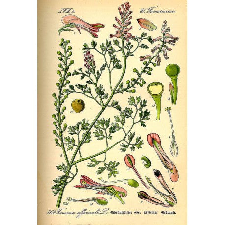 Fumeterre (Fumaria officinalis) séchée en vrac