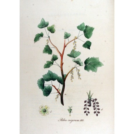 Cassis (Ribes nigrum) séchée en vrac