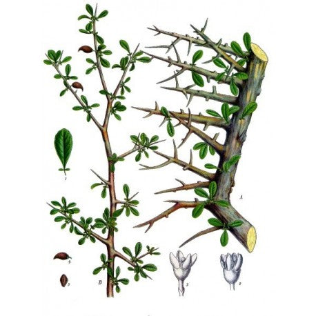 Gomme Myrrhe (Commiphora molmol) séchée en vrac