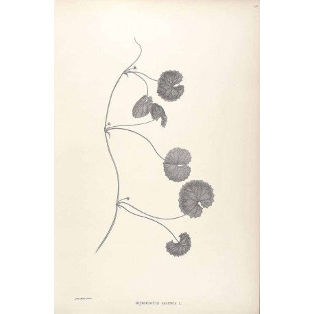 Gotu Kola (Centella asiastiqua) séchée en vrac