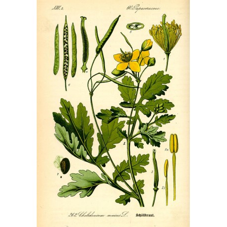 Chélidoine (Chelidonium majus) séchée en vrac