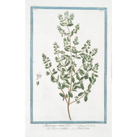 Marjolaine en vrac — Herboristerie Desjardins