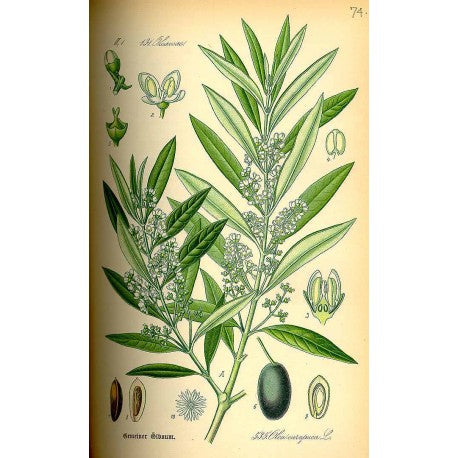 Olivier (Olea europea) séchée en vrac