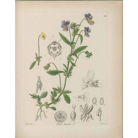 Pensee Sauvage (Viola tricolor) séchée en vrac