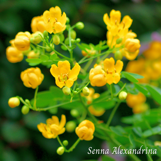 Mélange Maison Séné (Senna alexandrina)