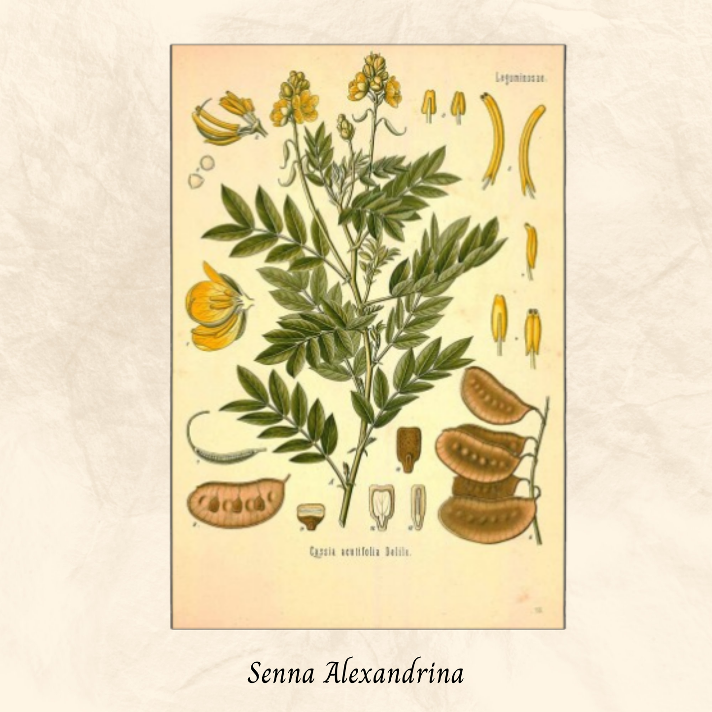 Mélange Maison Séné (Senna alexandrina)
