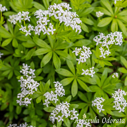 Mélange Maison Asperule (Asperula Odorata)