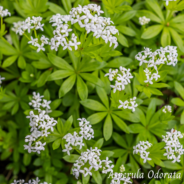 Mélange Maison Asperule (Asperula Odorata)