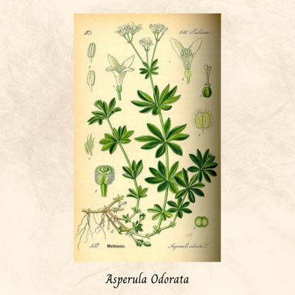 Mélange Maison Asperule (Asperula Odorata)