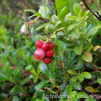 Mélange Maison Busserole (Arctostaphylos urva-ursi)