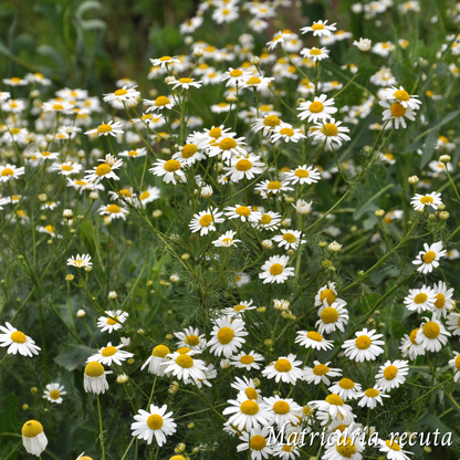Mélange Maison Camomille (Matricaria recuta)