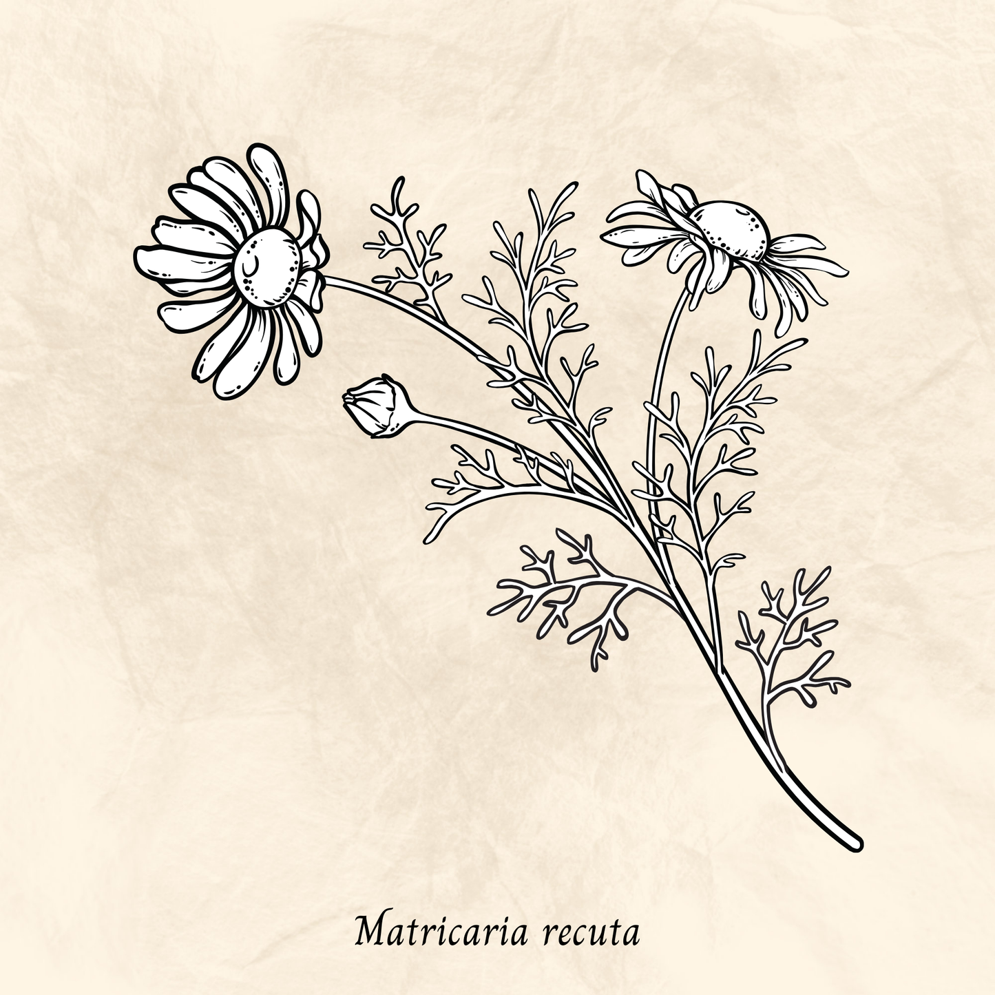 Mélange Maison Camomille (Matricaria recuta)