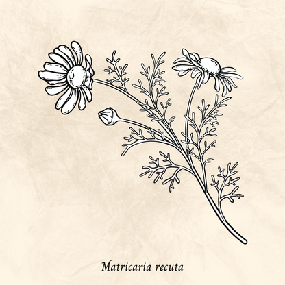 Mélange Maison Camomille (Matricaria recuta)